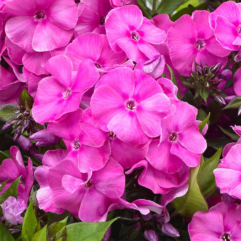 Primadonna Bambini Phlox