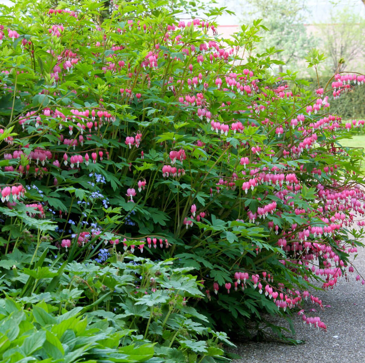 Old-Fashioned Bleeding Heart