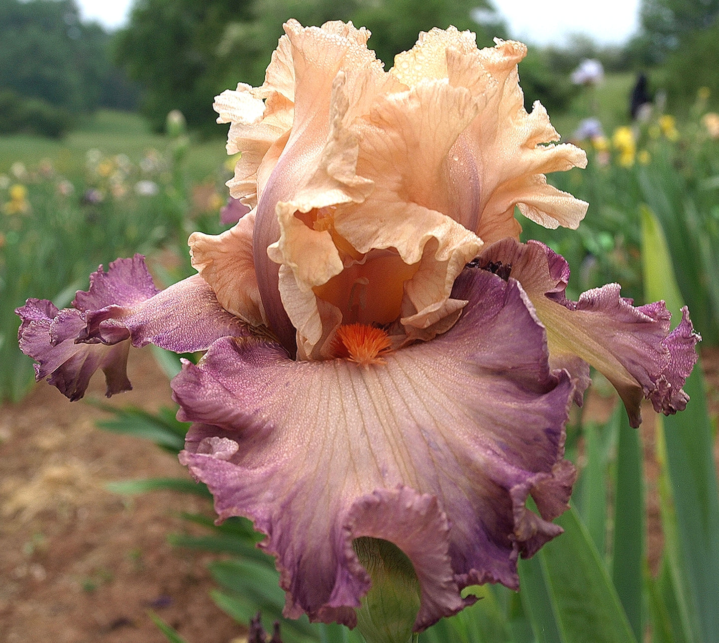 Poster Girl Bearded Iris