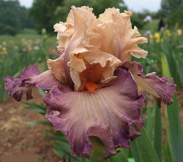 Poster Girl Bearded Iris Seeds