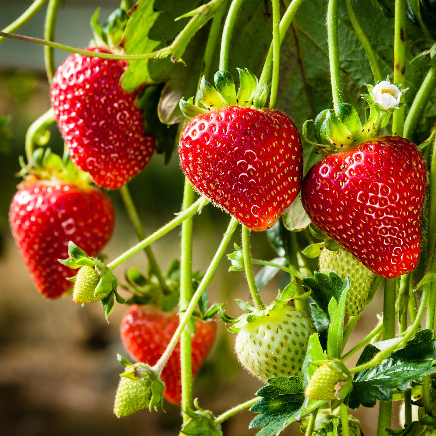 Strawberry- Adina (Runner x5)