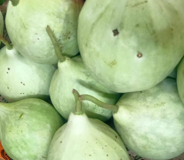White Bottle Gourd Seeds for Planting – Non-GMO, Heirloom Quality