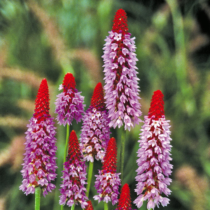 Heirloom Non-GMO Kniphofia Flower Seeds for Planting – Red Hot Poker Perennial Blooms