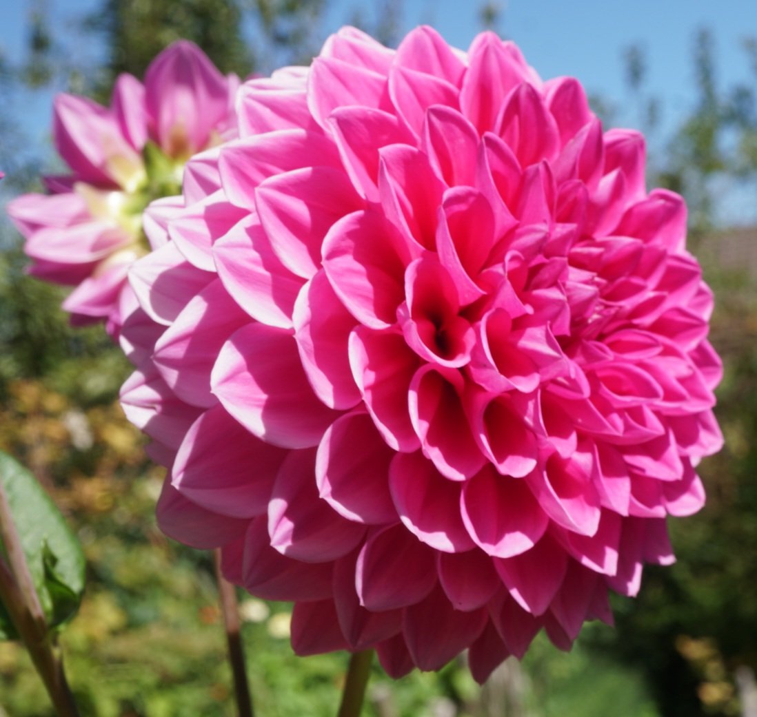 Dahlia- Brian (Tuber)