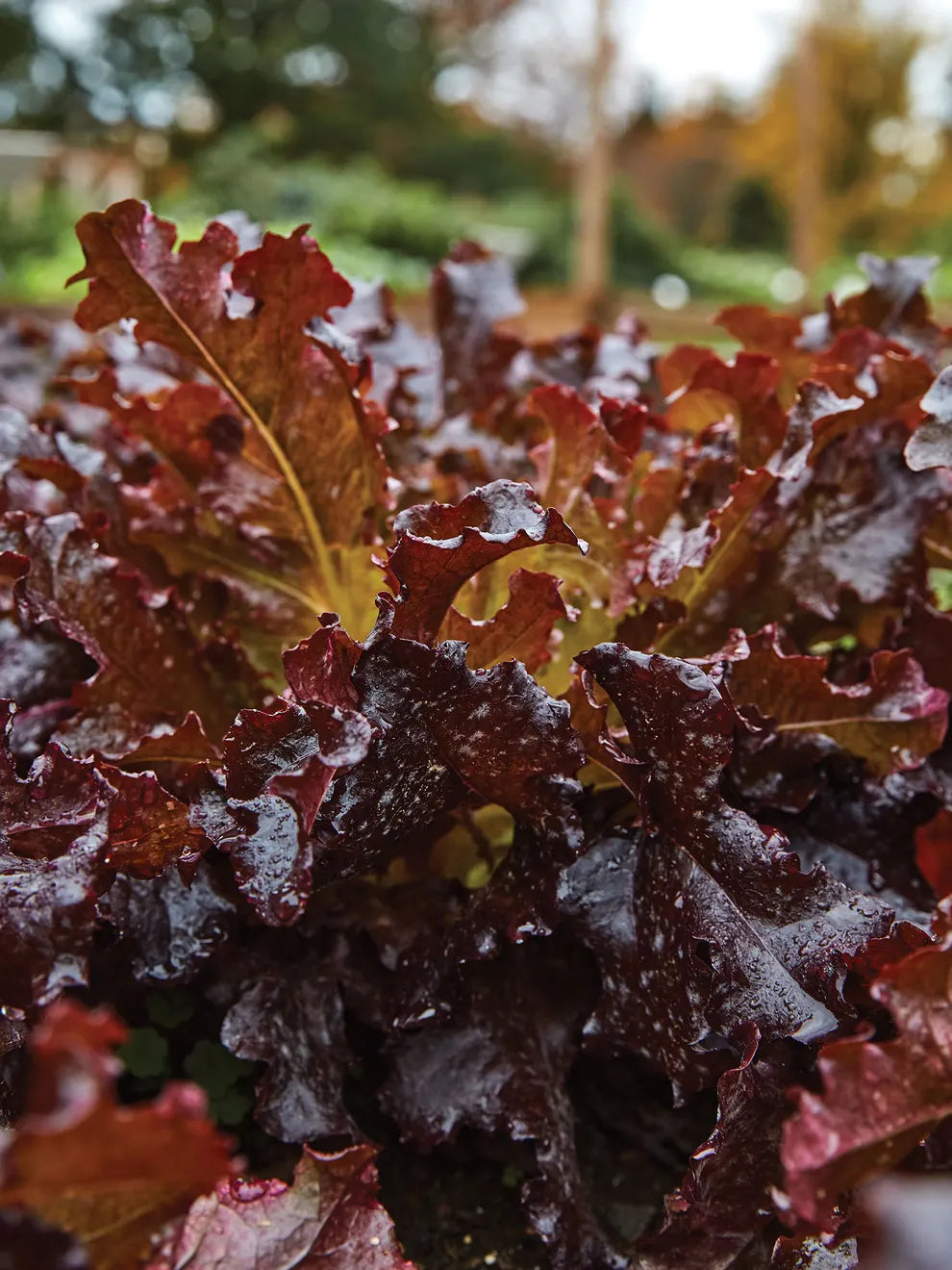 Red Saladbowl – Organic Lettuce Seed
