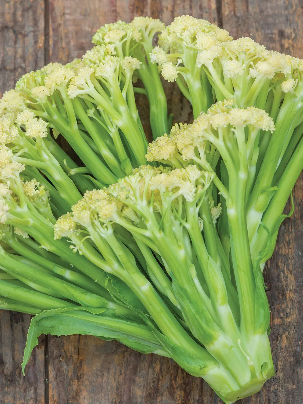 Fioretto 70 – Sprouting Cauliflower Seed