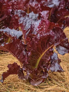 Spritzer – Organic Lettuce Seed