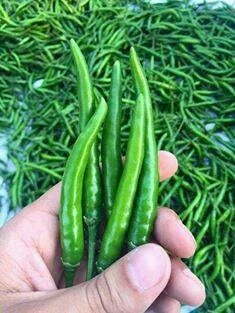 Chilli Vegetable Seeds