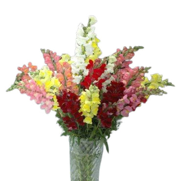 Rocket Mix – Snapdragon Seed