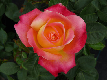 Bonsai Rose Flower Seeds for Planting – 100, Heirloom, Non-GMO Garden Seeds