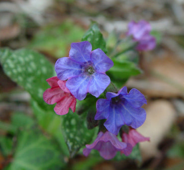 Heirloom Non-GMO Pulmonaria Flower Seeds – Shade-Loving Blooms for Garden Planting