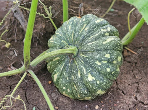 Pumpkin Hybrid Bheema Vegetable Seeds