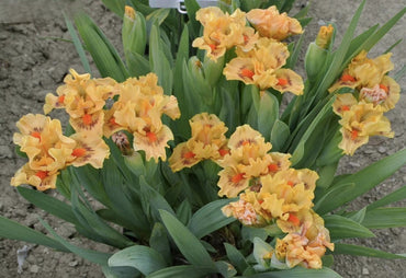 Pure Juice Dwarf Bearded Iris Seeds