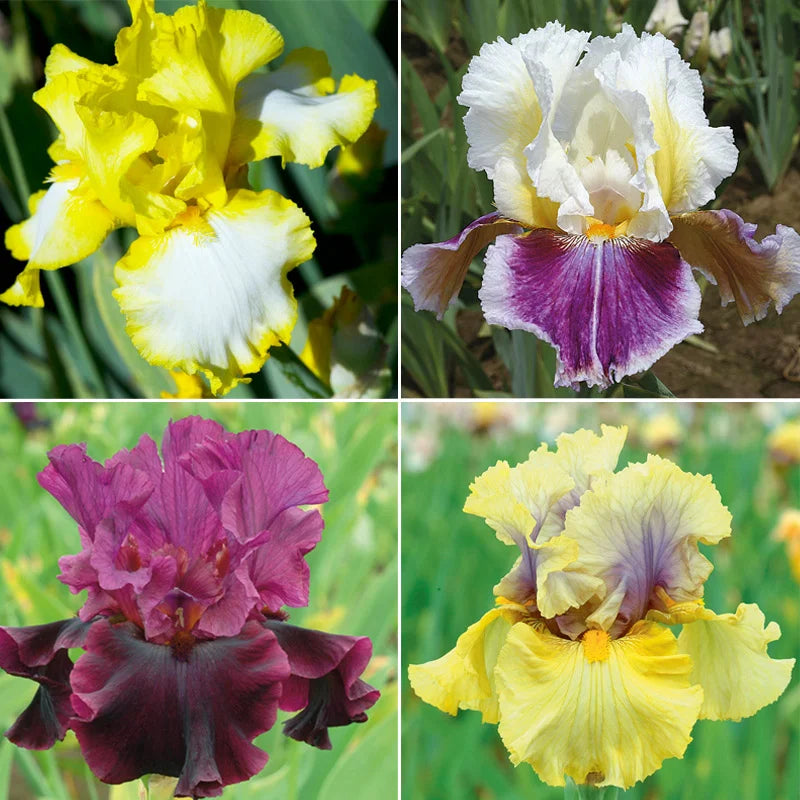 Showtime Bearded Iris Collection