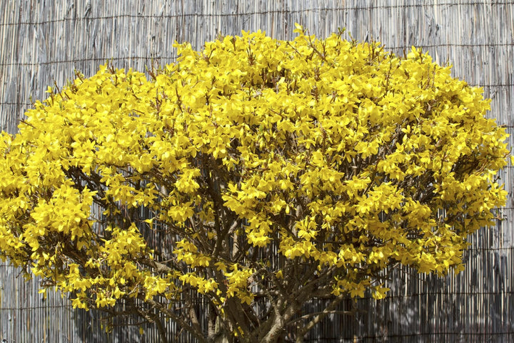 Heirloom Forsythia Hampshire Flower Seeds for Planting, Non-GMO