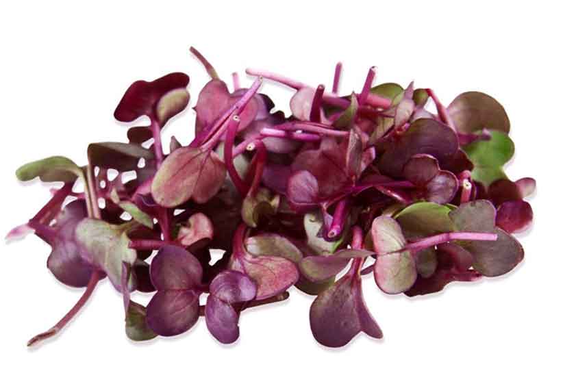 Radish, Red Rambo – Organic Microgreen