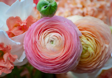 Heirloom Non-GMO Ranunculus Perennial Flower Seeds for Planting – Vibrant Double-Bloom Garden Flowers