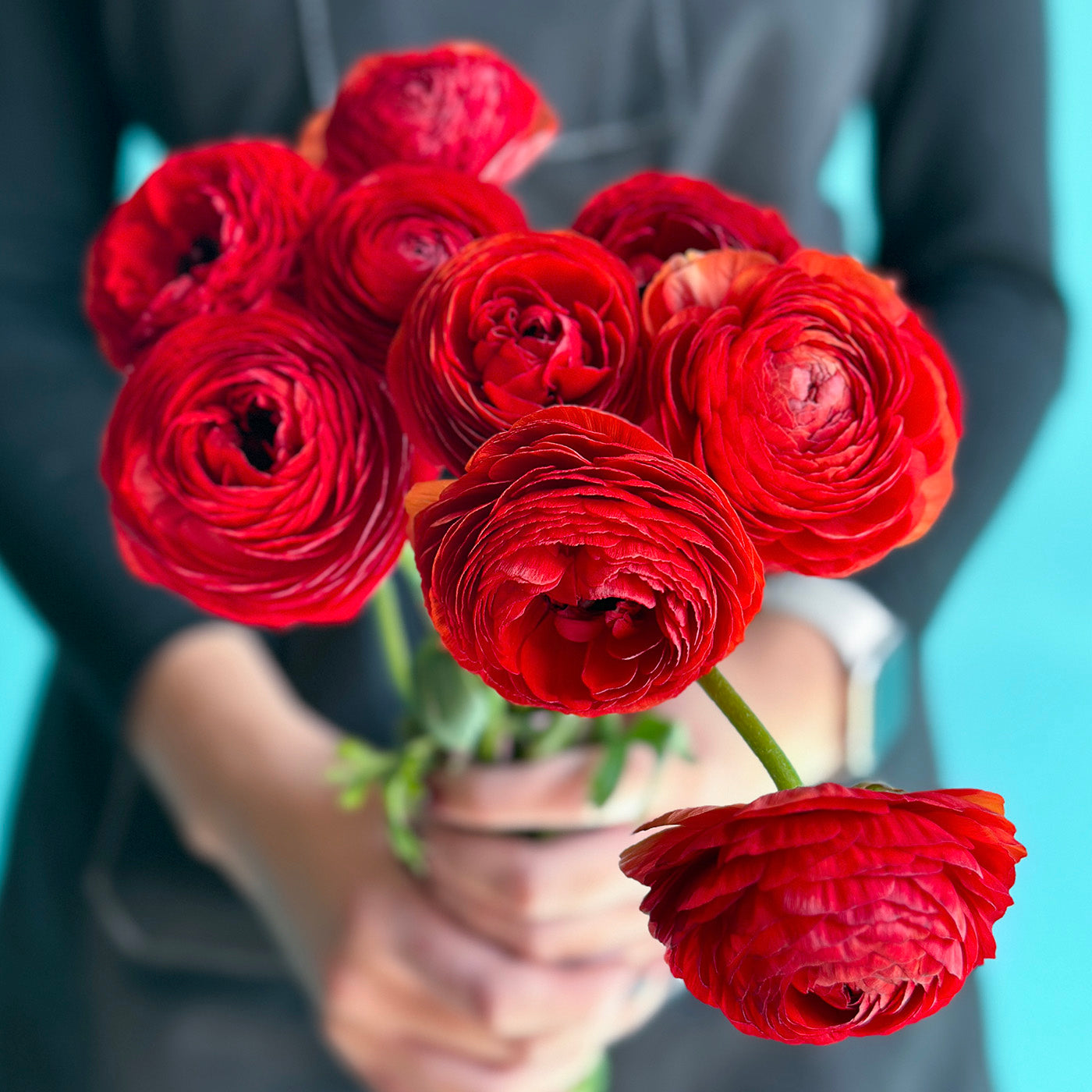 Ranunculus- Elegance Rosso 154-10