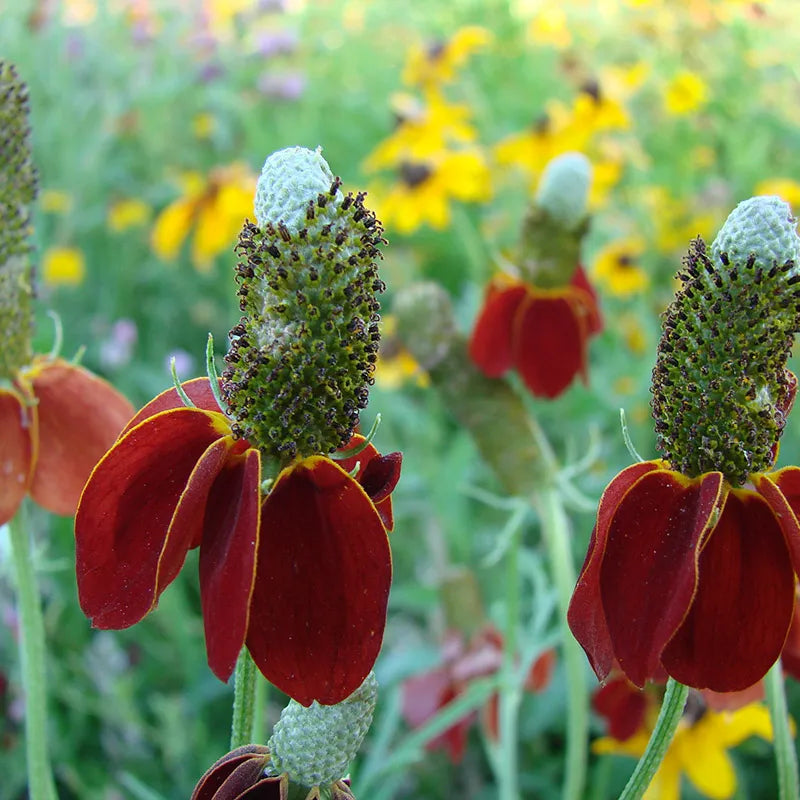 Mexican Hat Flower