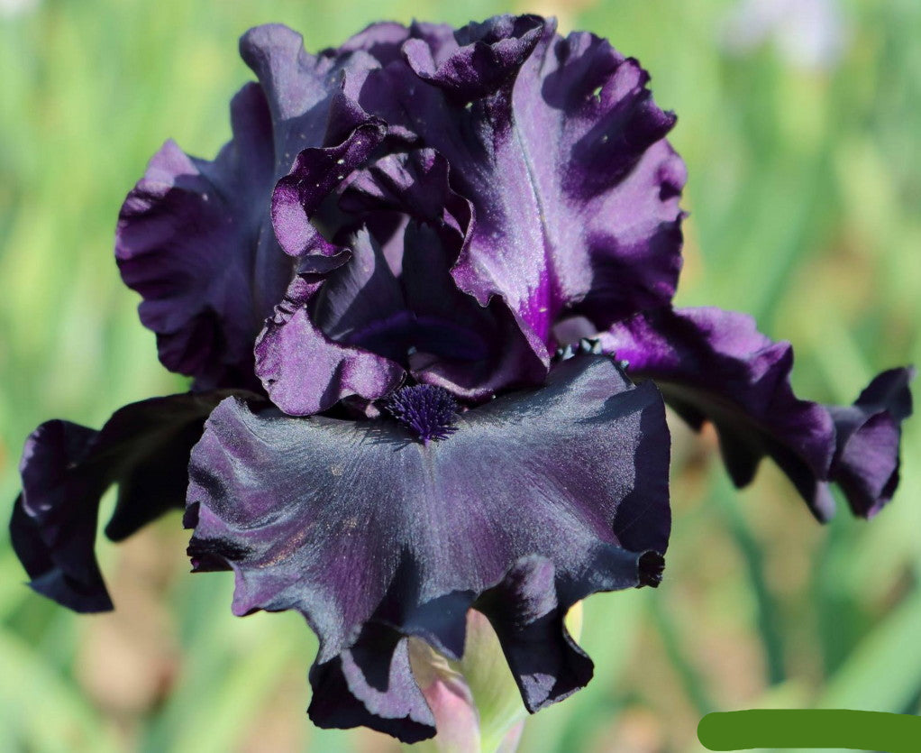 Raven Girl Bearded Iris Seeds