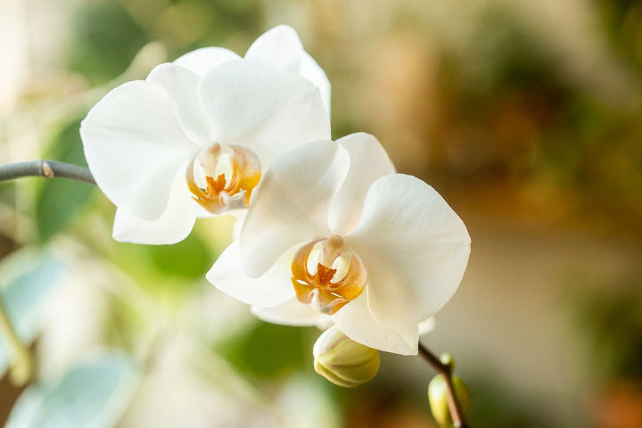 Orchid Flower Seed for Planting 100