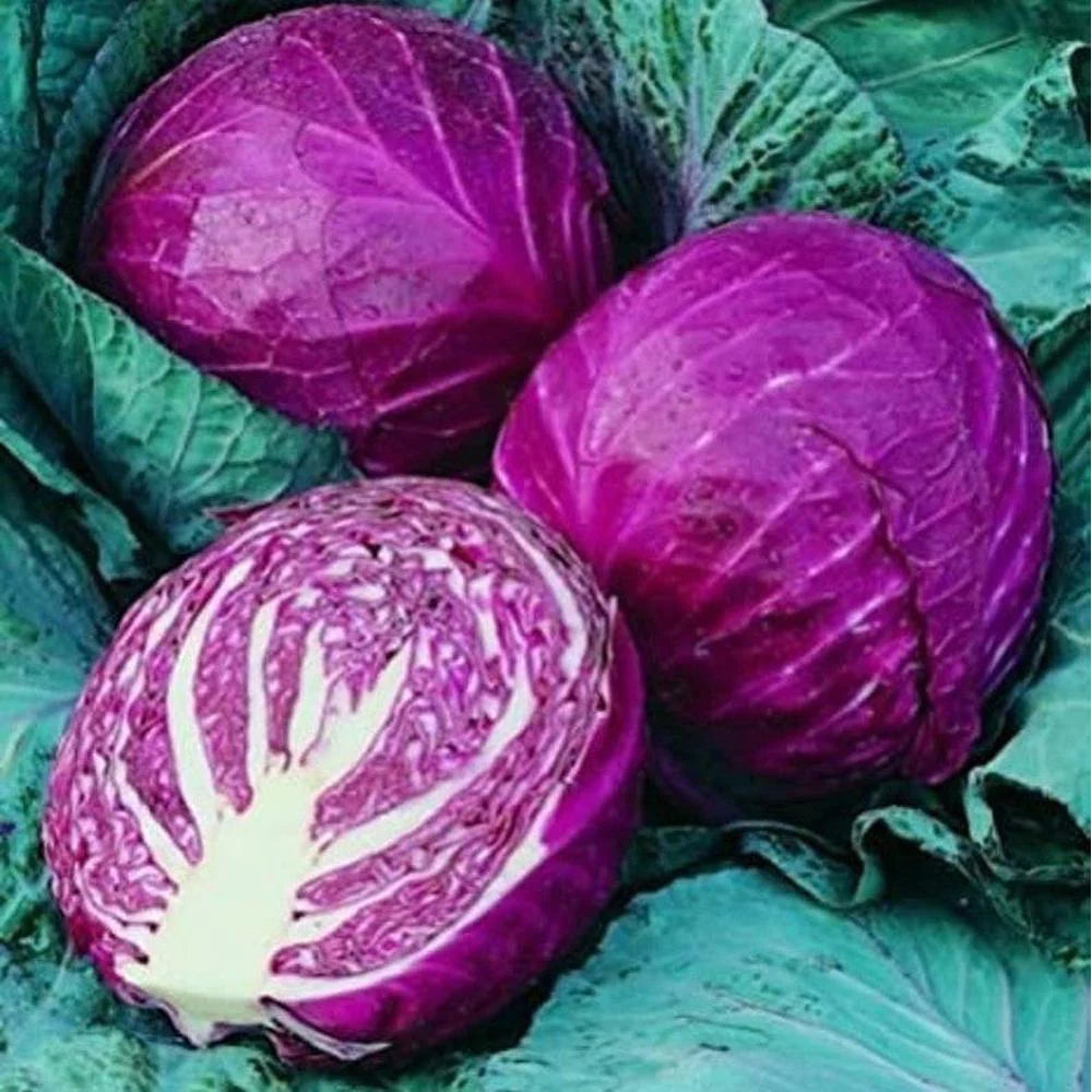 Cabbage Red Arce Vegetable Seeds