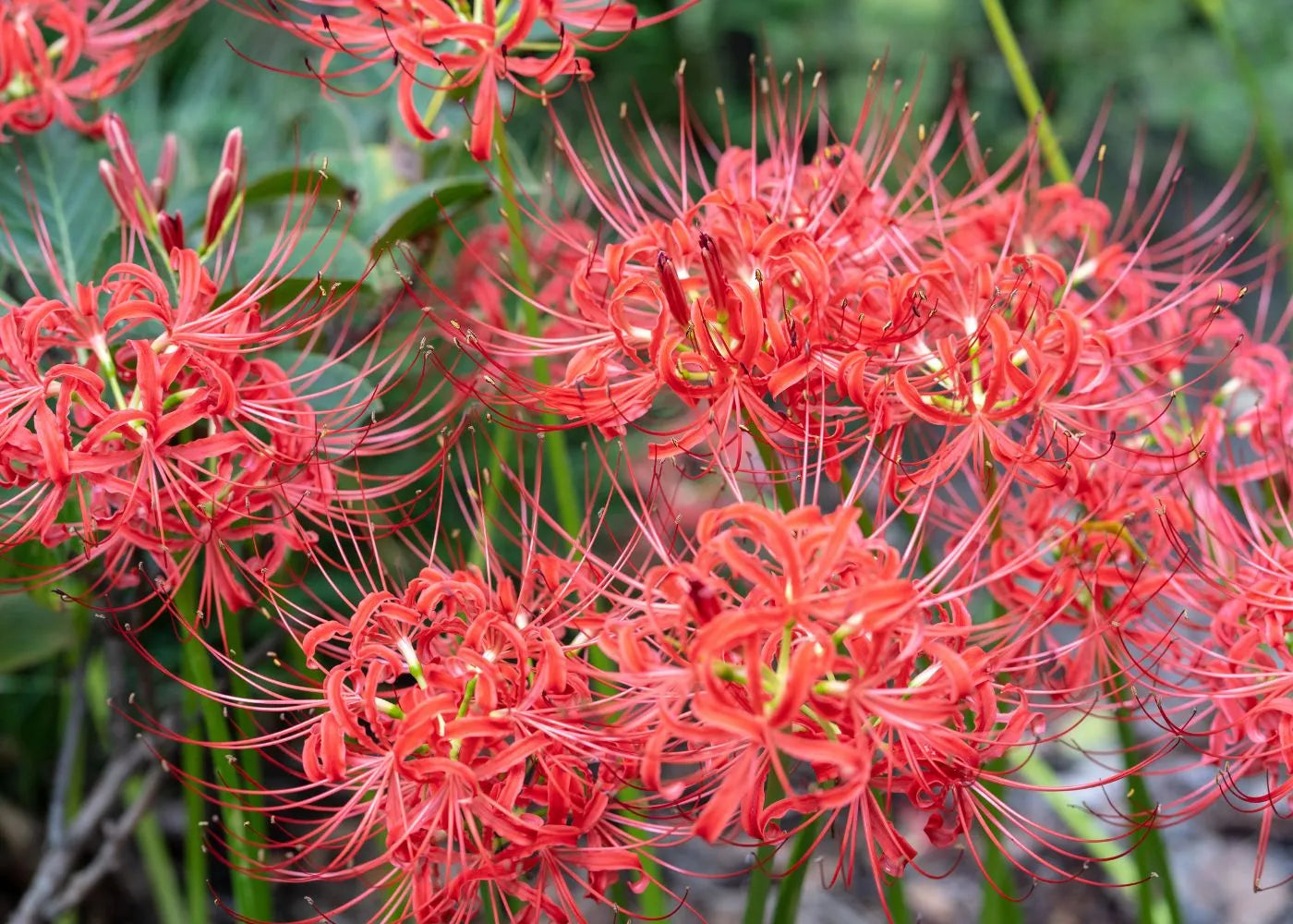 Japanese Spider Lily