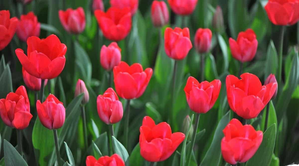 Scarlet Majesty Tulip Seeds