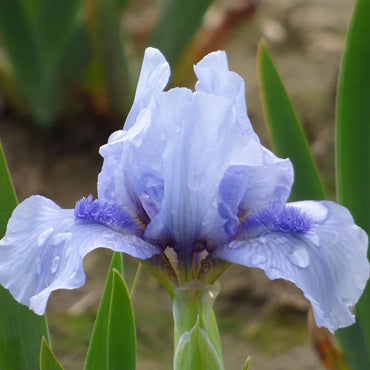 Forever Blue Dwarf Reblooming Bearded Iris Seeds