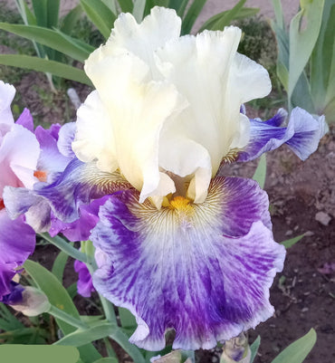 Rhizome Cowboy Reblooming Bearded Iris Seeds