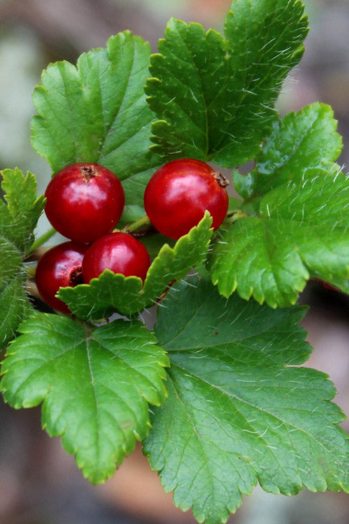 Mountain Currant