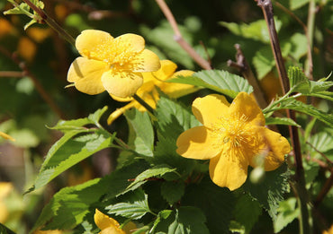 Xanthina Rose Flower Seeds for Planting – 100, Heirloom, Non-GMO Garden Seeds