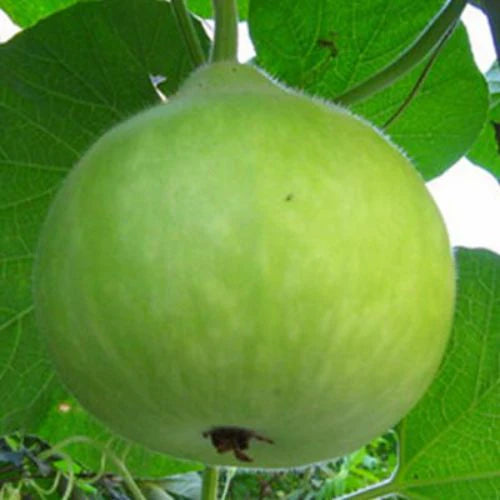 Bottle Gourd Round Vegetable Seeds