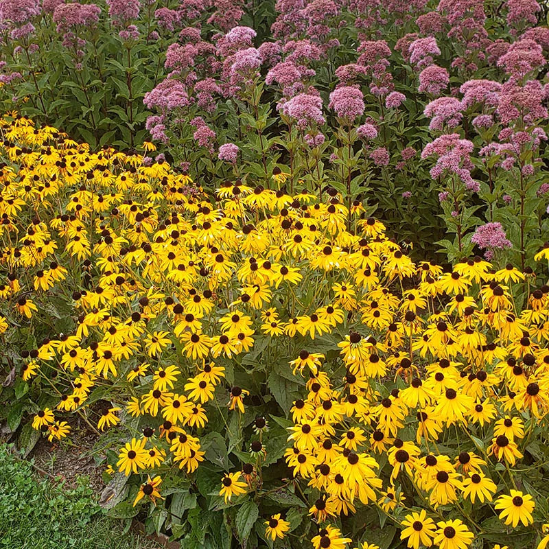 Goldsturm Black-Eyed Susan