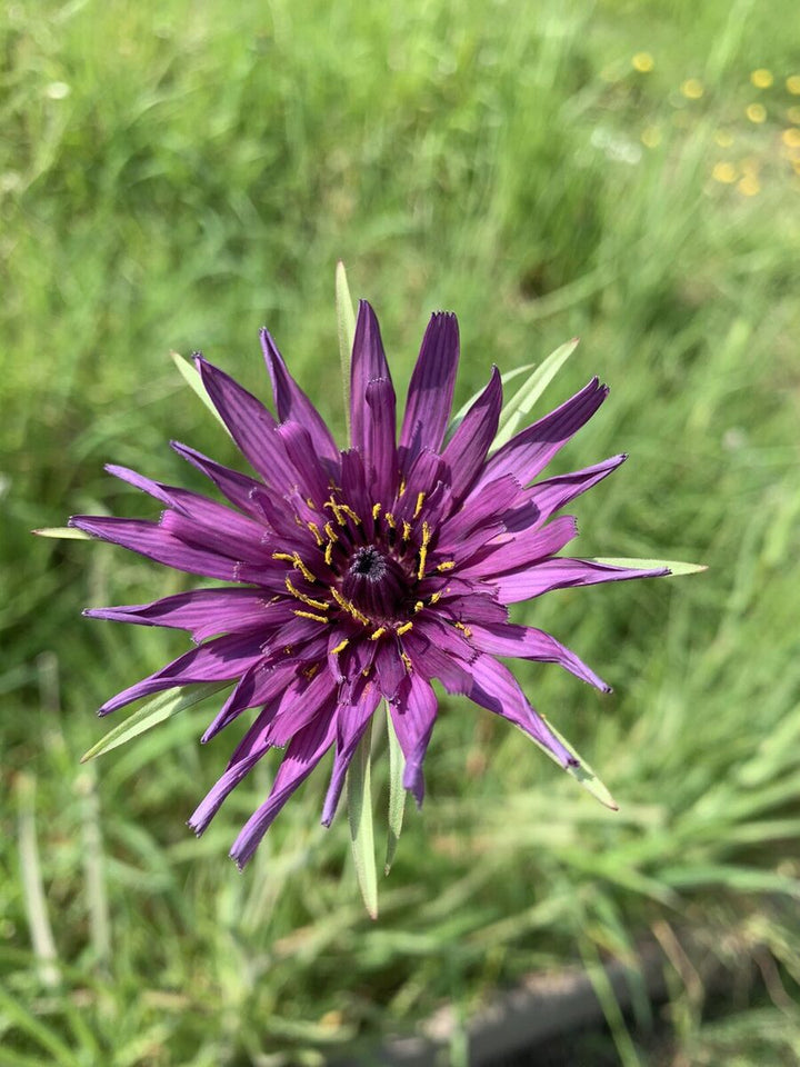 Salsify Edible Flower Seeds for Planting – Heirloom, Non-GMO Flower Seeds