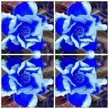 Heirloom White Blue Adenium Obesum Flower Seeds for Planting – Non-GMO, Exotic Blooms