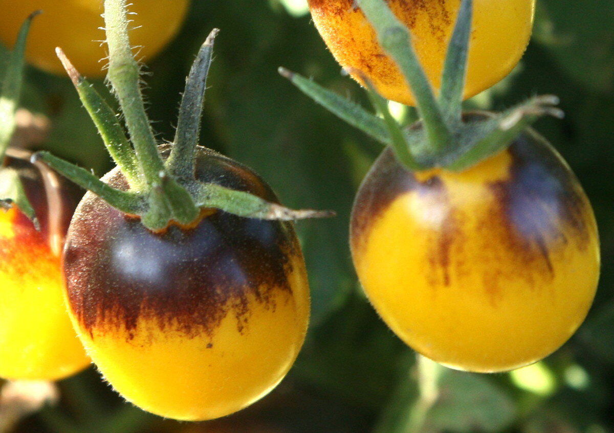 Indigo Kumquat – Tomato Seed