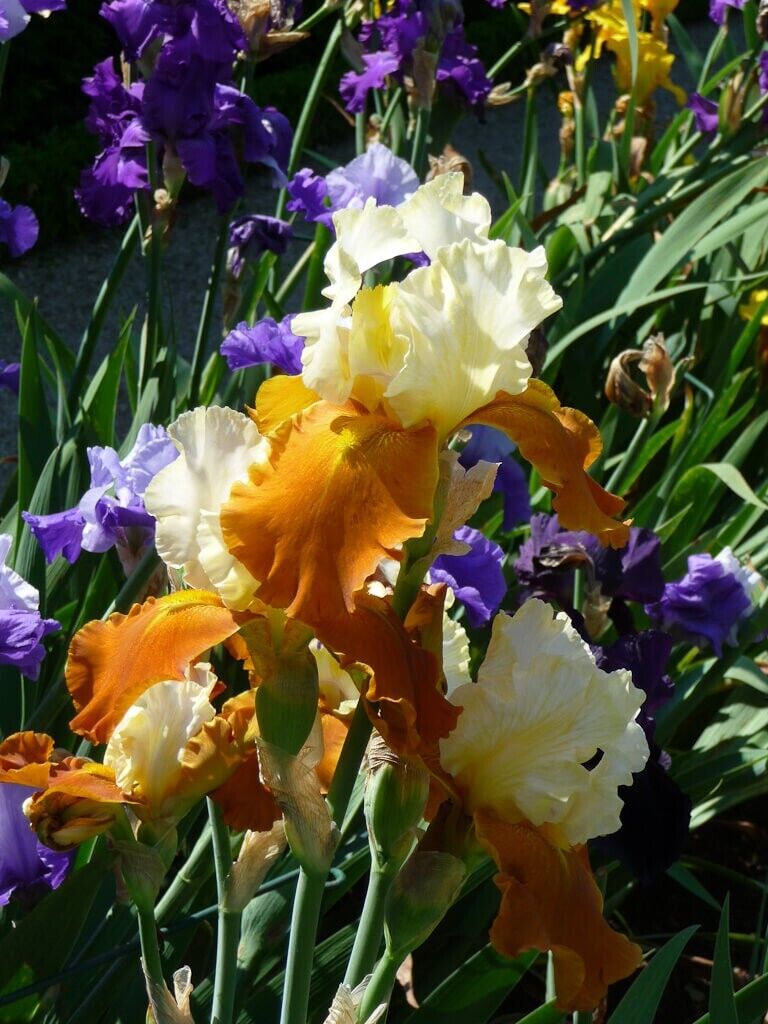 Fall Fiesta Bearded Iris Seeds