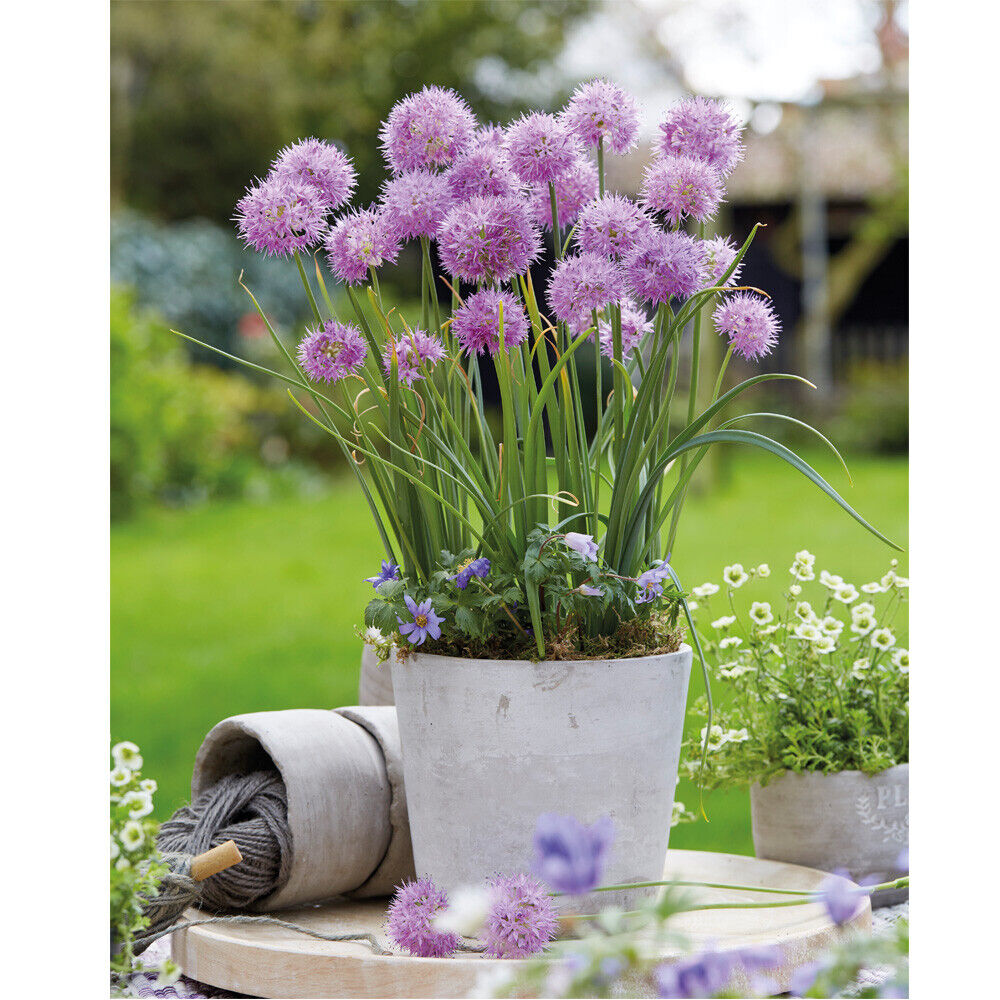 Rosy Dream Allium Seeds