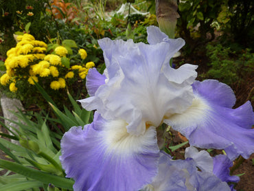 Clarence Reblooming Bearded Iris Seeds