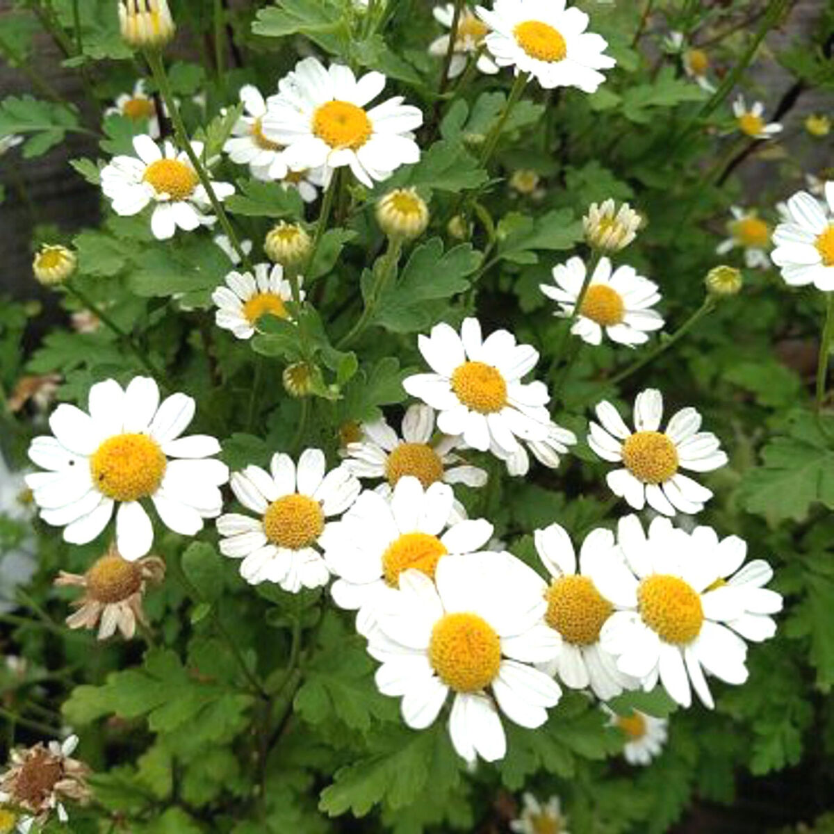 Feverfew- Tall Single White