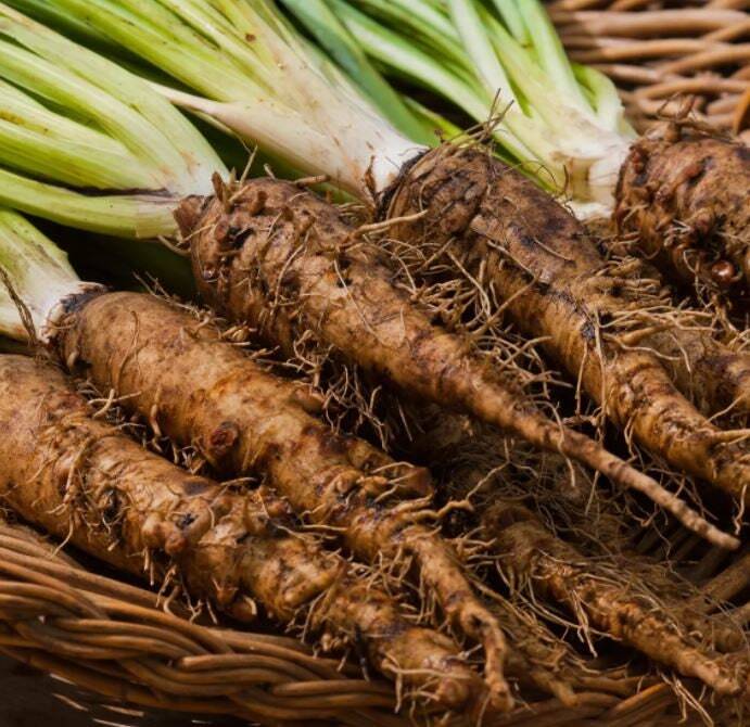 Brown Mammoth or Salsify Vegetable Seeds for Planting – Heirloom, Non-GMO Seeds for Home Garden