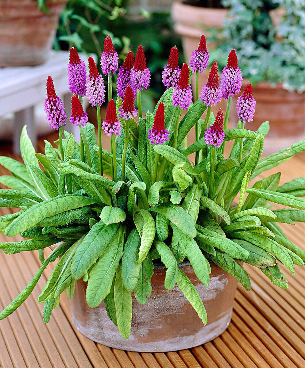 Heirloom Non-GMO Kniphofia Flower Seeds for Planting – Red Hot Poker Perennial Blooms