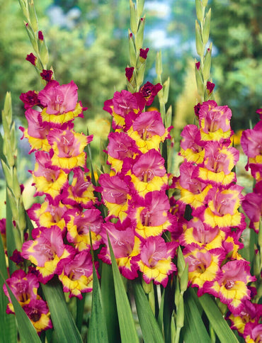 Seashore Gladiolus