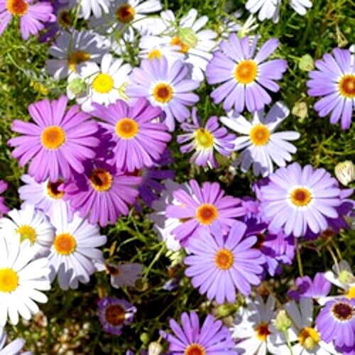 Brachyscome- Mixed Splendour