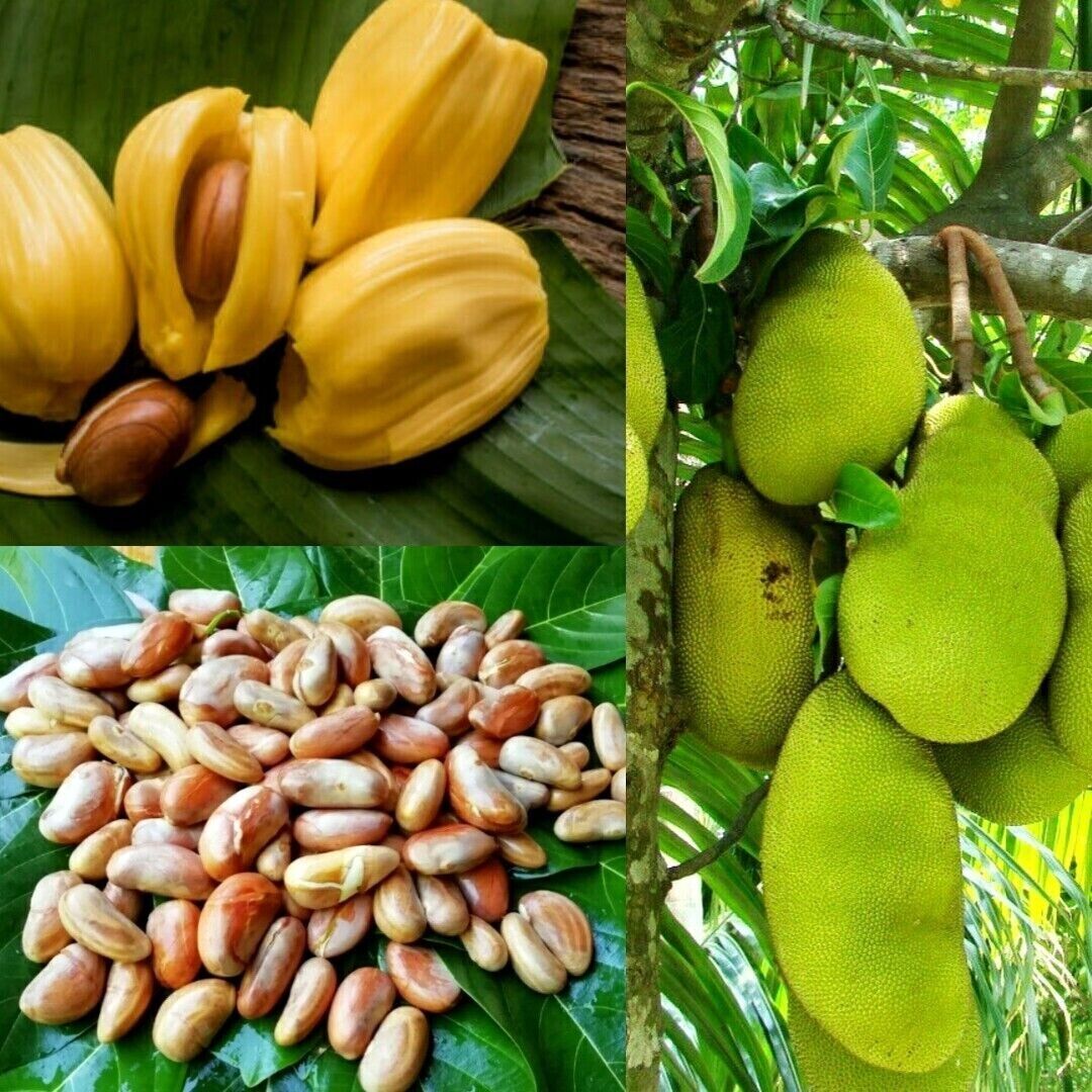 Jackfruit Seeds