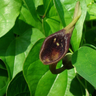 Heirloom Non-GMO Aristolochia Debilis Flower Seeds for Planting – Unique Ornamental Vines