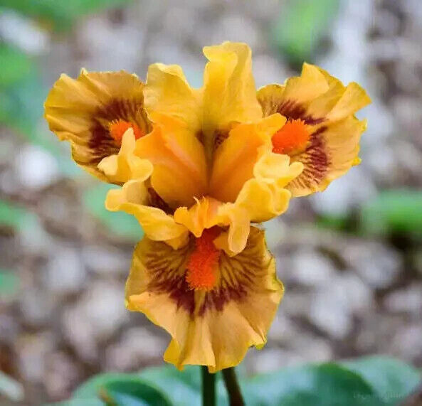 Pure Juice Dwarf Bearded Iris