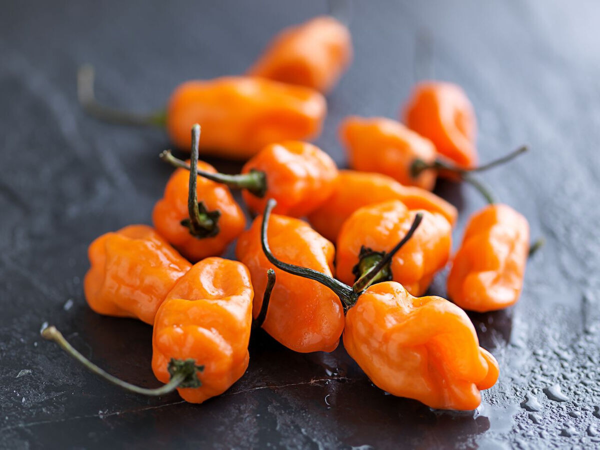 Helios – Habanero Pepper Seed