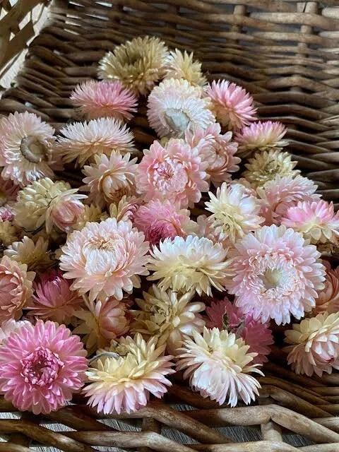 Everlasting Daisy- Silvery Rose